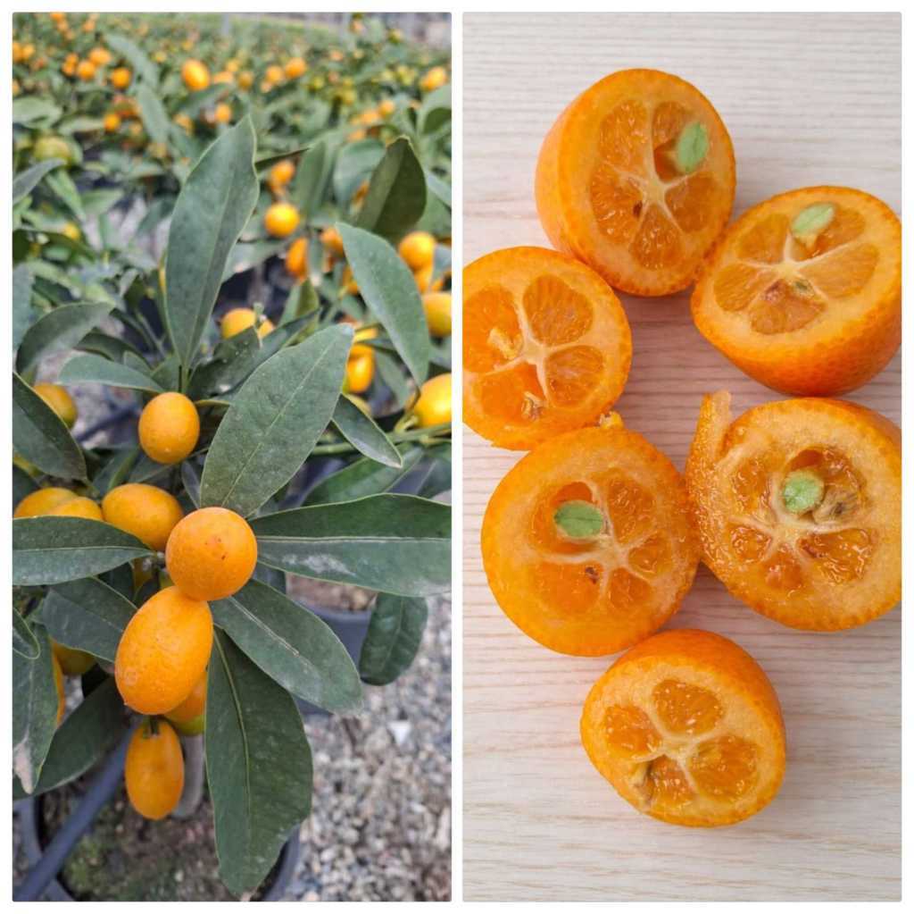 Kumquat: Il Frutto che non si Sbuccia. Piccoli Frutti, Grandi Sapori (Boccone dopo Boccone)