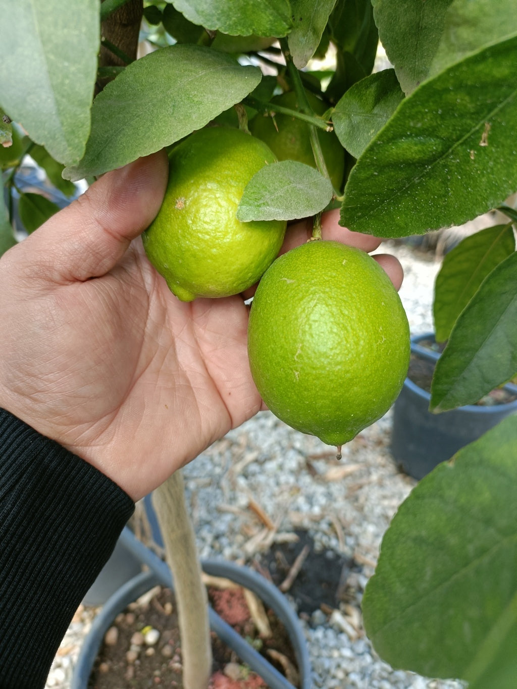 Piante di Lime