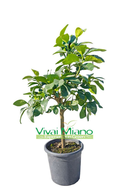 Pianta di Pompelmo Star - Ruby (vaso - 20)