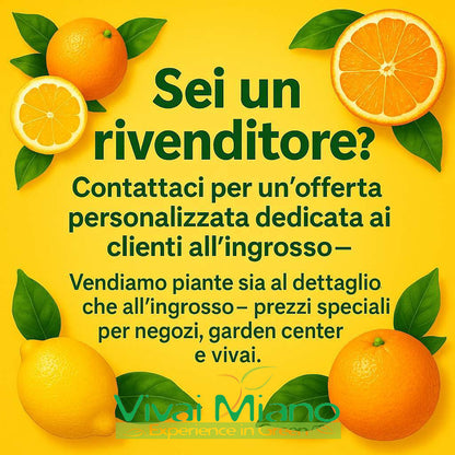 Pianta di Limone Meyer (vaso - 20)