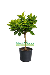 Pianta di Arancio Lane Late (vaso - 20)