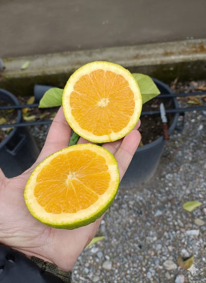 Pianta di Arancio Valencia