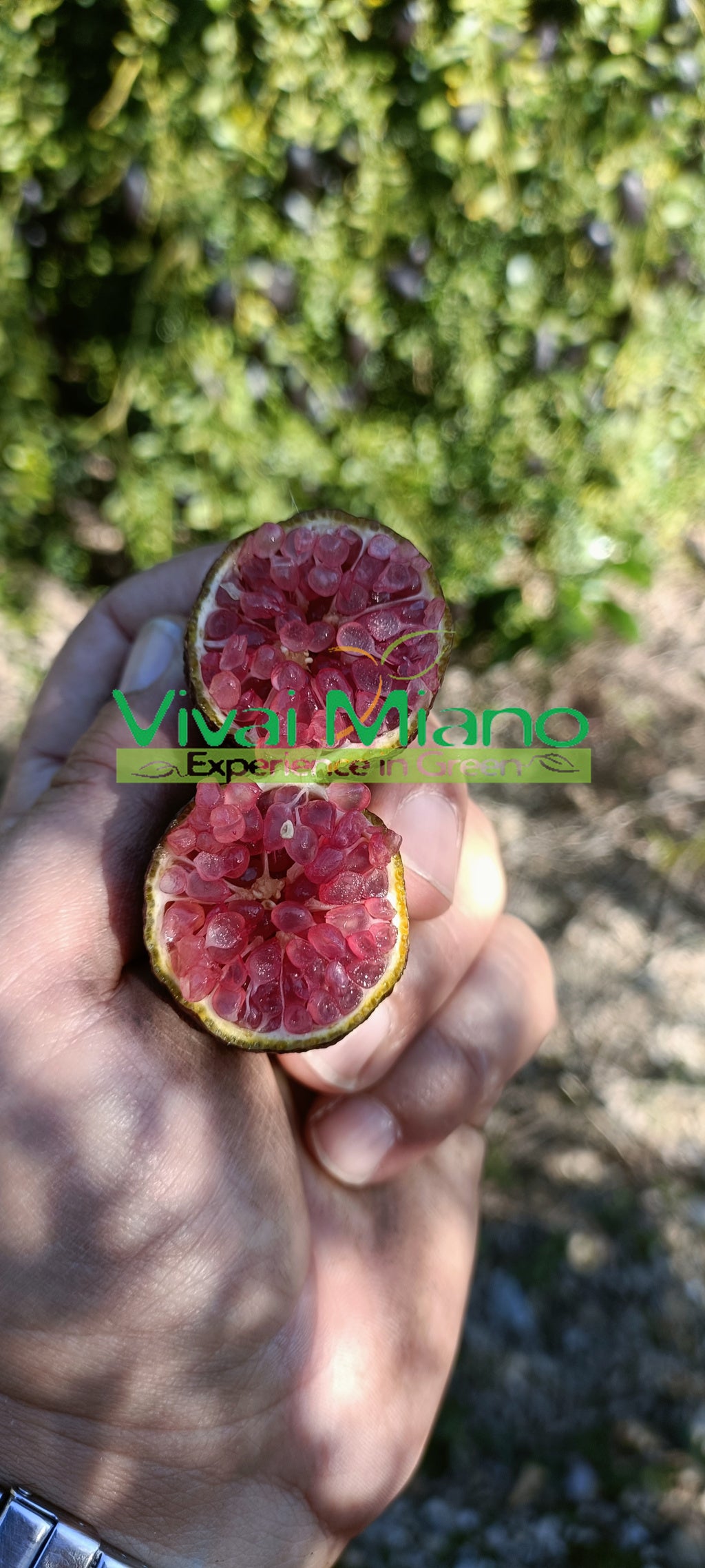 Pianta di Finger Lime Rosso