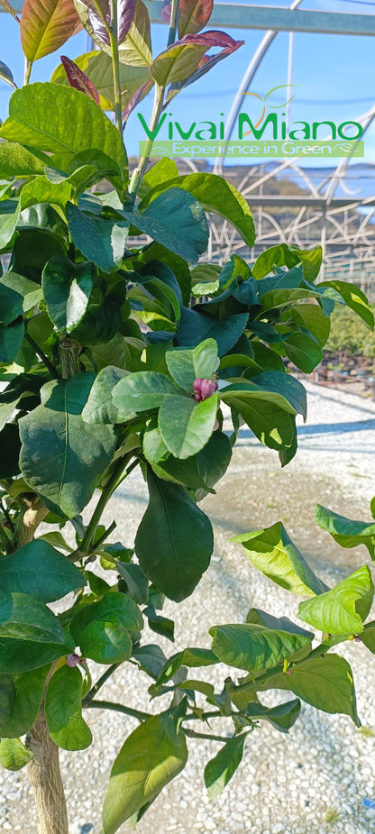 Pianta di Limone (vaso - 35)