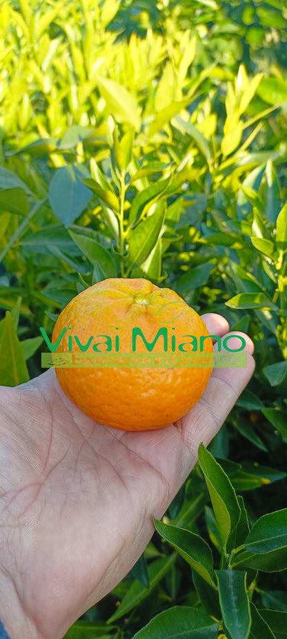 Pianta di Mandarino Tardivo di Ciaculli