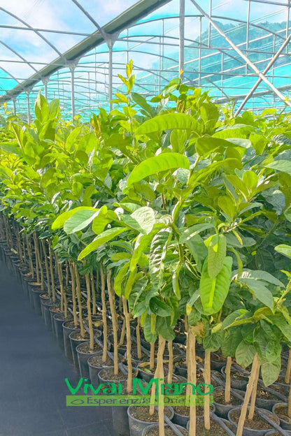 Pianta di Cedro Mano di Budda