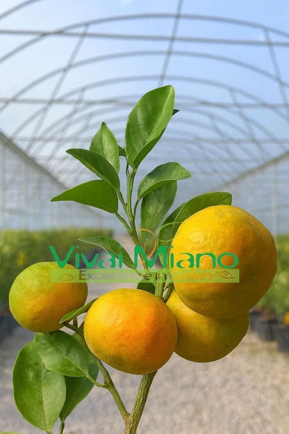 Pianta di Clementine Tangelo Nova