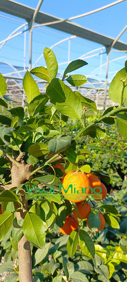 Pianta di Lime Rossa di Rangpur CON FRUTTO - vaso Ø 20 Rosso