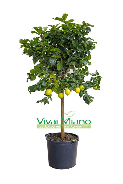 Pianta di Limone (vaso - 35)