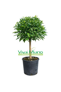 Pianta di Mandarino (vaso - 20)