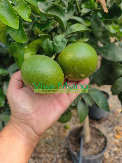 Pianta di Mandarino Satsuma Miyagawa